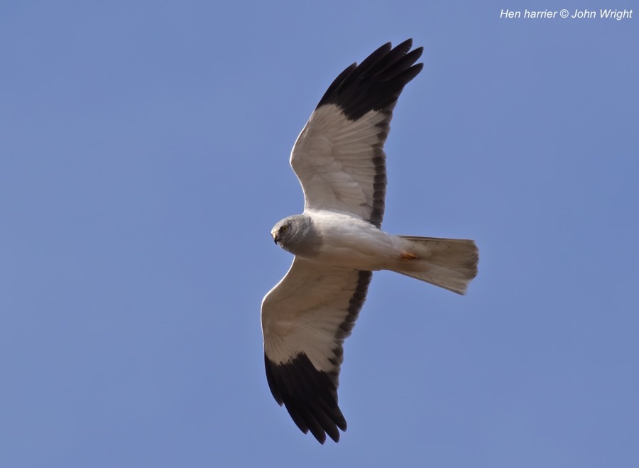 Hen harrier in flight against blue sky